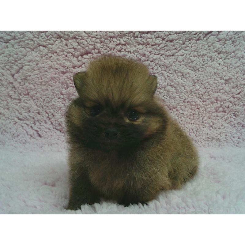 販売中の茨城県のポメラニアン-440162の2枚目