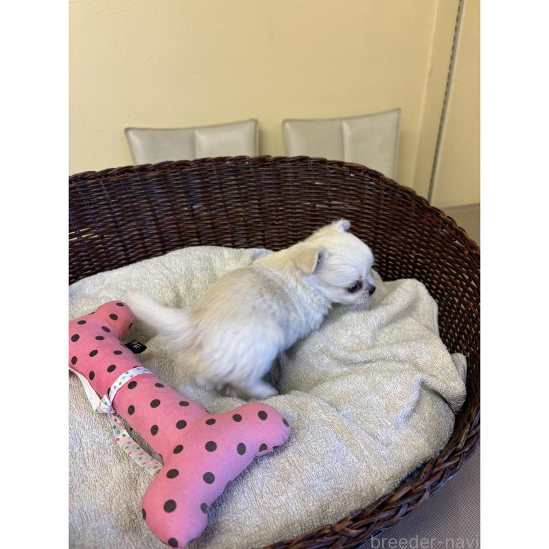 販売中の愛知県のチワワ(ロングコート)-440163の3枚目