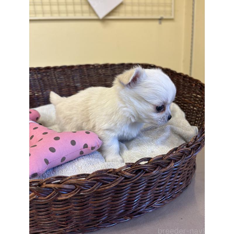 販売中の愛知県のチワワ(ロングコート)-440163の2枚目