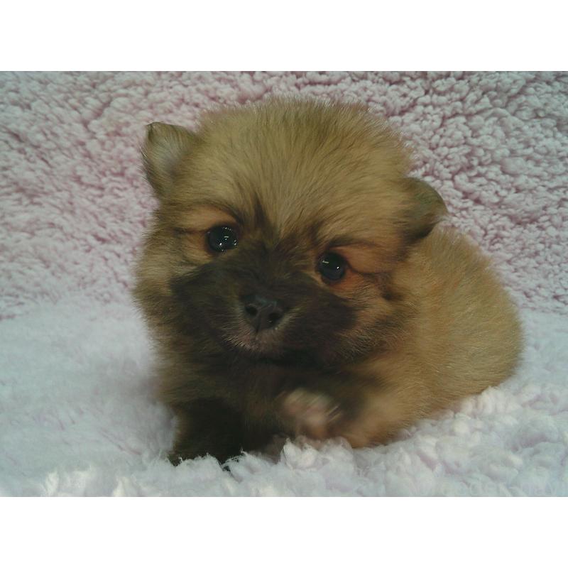 販売中の茨城県のポメラニアン-440164