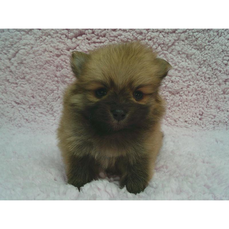 販売中の茨城県のポメラニアン-440164の2枚目