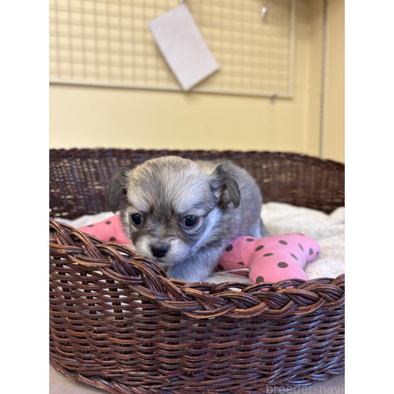 販売中の愛知県のチワワ(ロングコート)-440165の6枚目