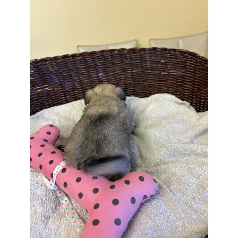 販売中の愛知県のチワワ(ロングコート)-440165の5枚目