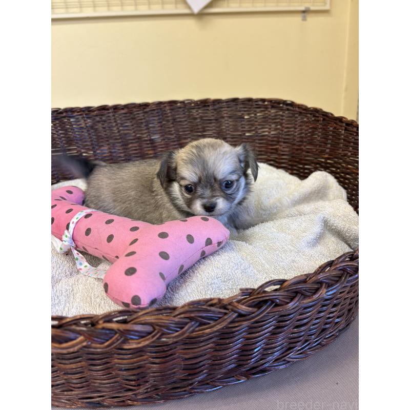 販売中の愛知県のチワワ(ロングコート)-440165の4枚目