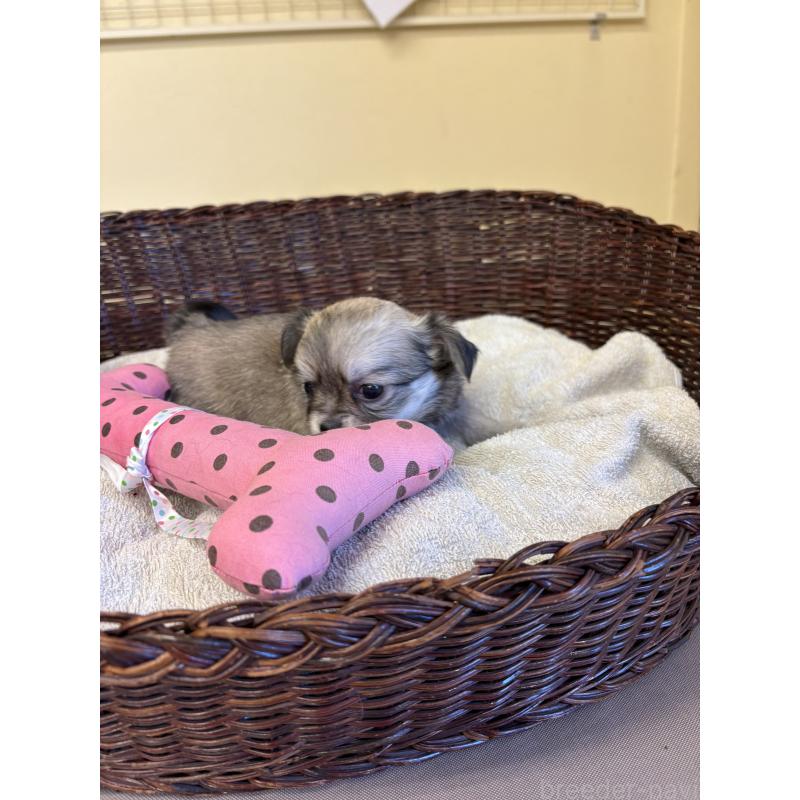 販売中の愛知県のチワワ(ロングコート)-440165の3枚目