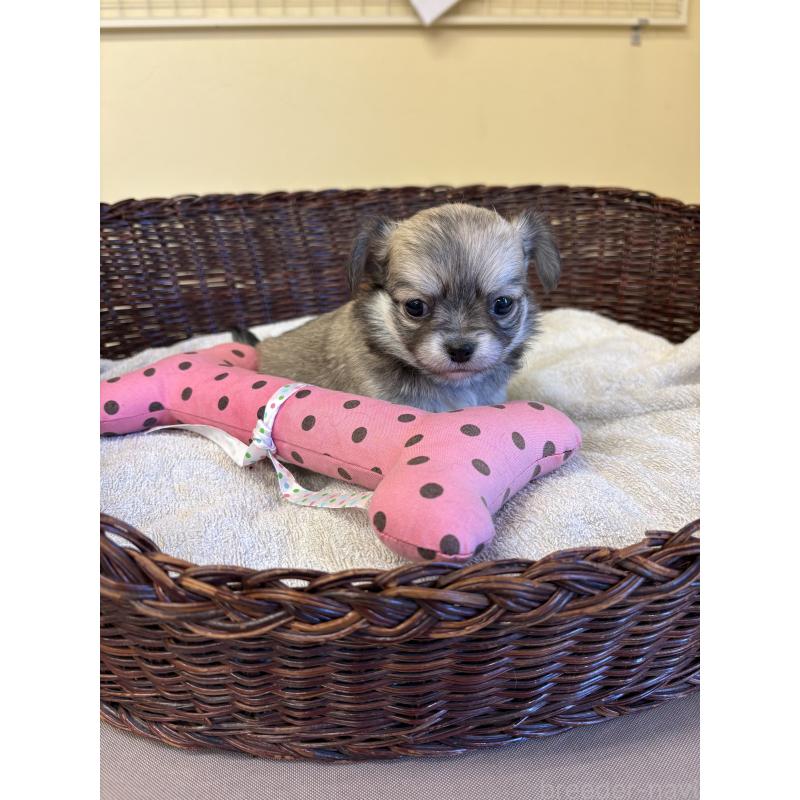 販売中の愛知県のチワワ(ロングコート)-440165の2枚目