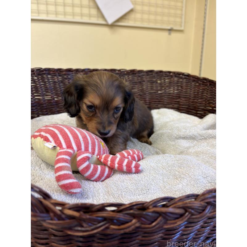 販売中の愛知県のミニチュアダックスフンド(ロングヘアード)-440166の4枚目