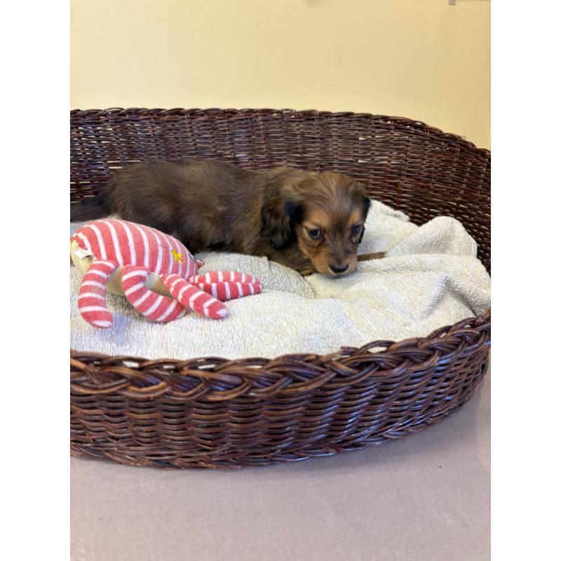 販売中の愛知県のミニチュアダックスフンド(ロングヘアード)-440166の2枚目