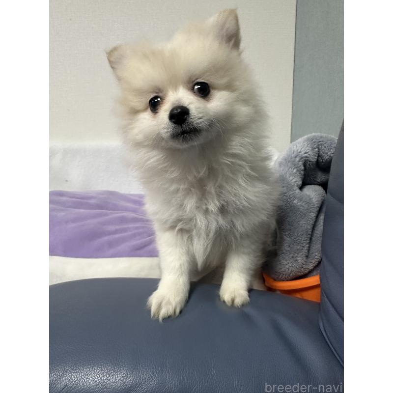 販売中の福岡県のポメチワ:ポメラニアン×チワワ-440170の2枚目