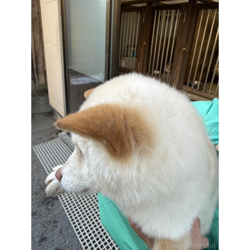 販売中の岐阜県の豆柴-440173の3枚目