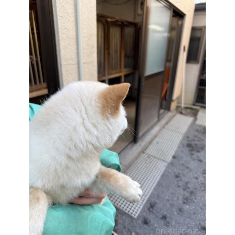 販売中の岐阜県の豆柴-440173の2枚目