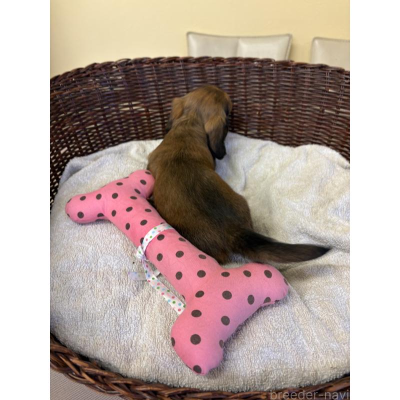 販売中の愛知県のミニチュアダックスフンド(ロングヘアード)-440167の4枚目