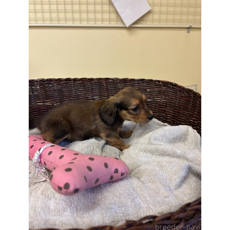 販売中の愛知県のミニチュアダックスフンド(ロングヘアード)-440167の3枚目