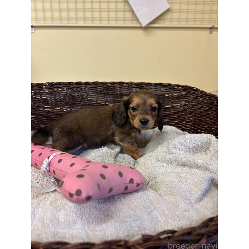 販売中の愛知県のミニチュアダックスフンド(ロングヘアード)-440167の2枚目