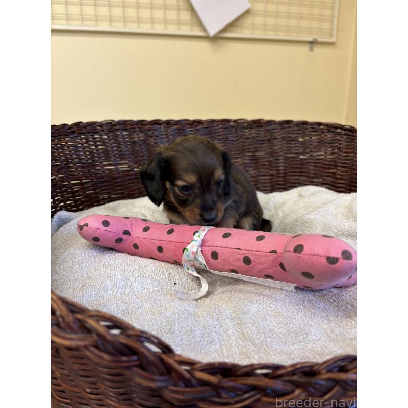 販売中の愛知県のミニチュアダックスフンド(ロングヘアード)-440168の5枚目