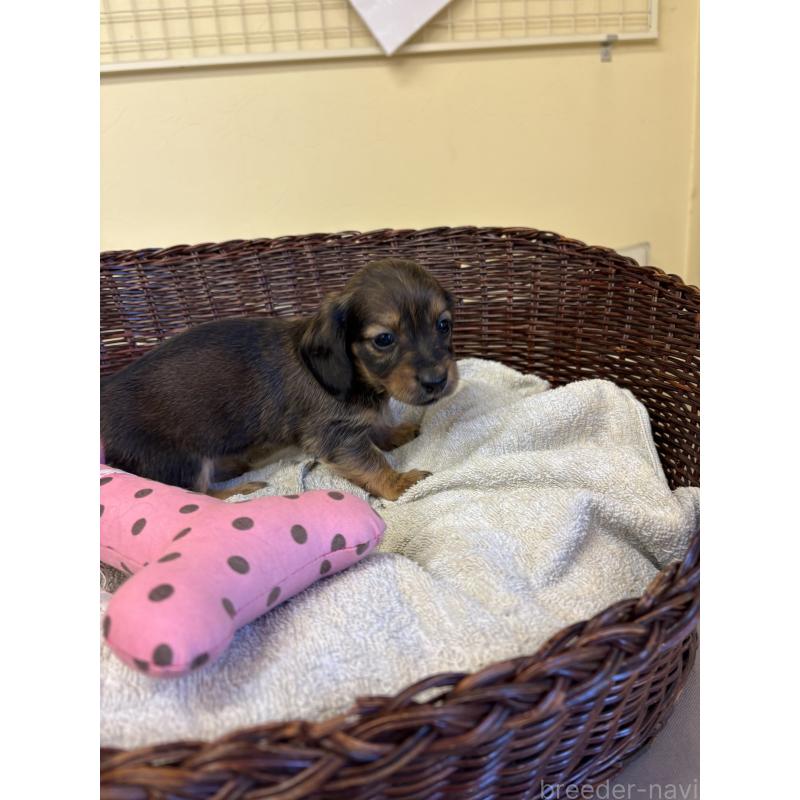 販売中の愛知県のミニチュアダックスフンド(ロングヘアード)-440168の2枚目