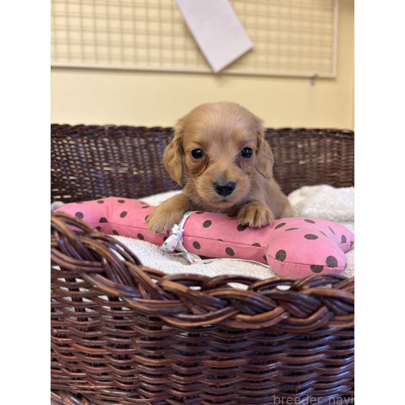 販売中の愛知県のミニチュアダックスフンド(ロングヘアード)-440169の4枚目