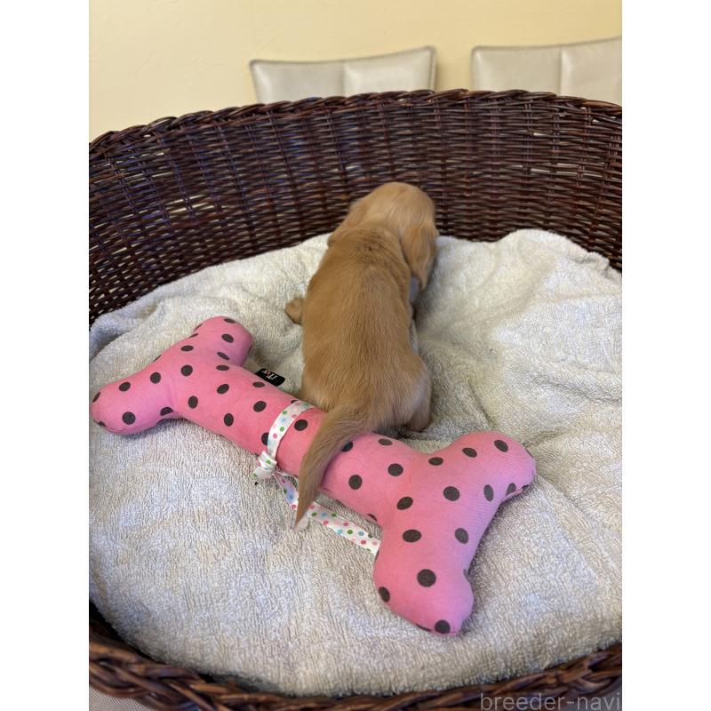 販売中の愛知県のミニチュアダックスフンド(ロングヘアード)-440169の3枚目