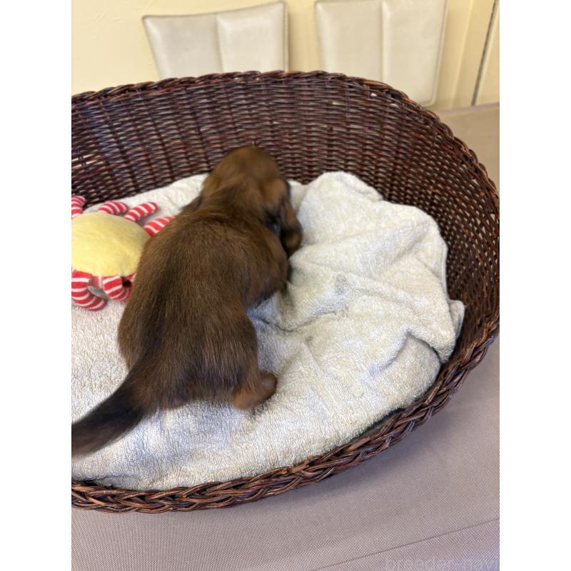 販売中の愛知県のミニチュアダックスフンド(ロングヘアード)-440171の3枚目