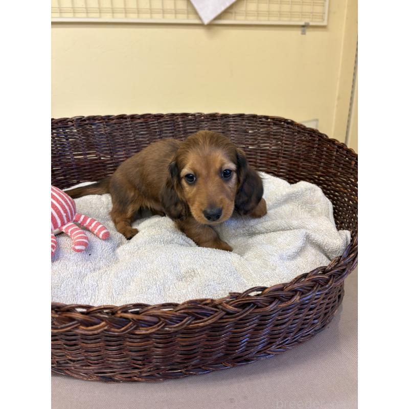 販売中の愛知県のミニチュアダックスフンド(ロングヘアード)-440171の2枚目