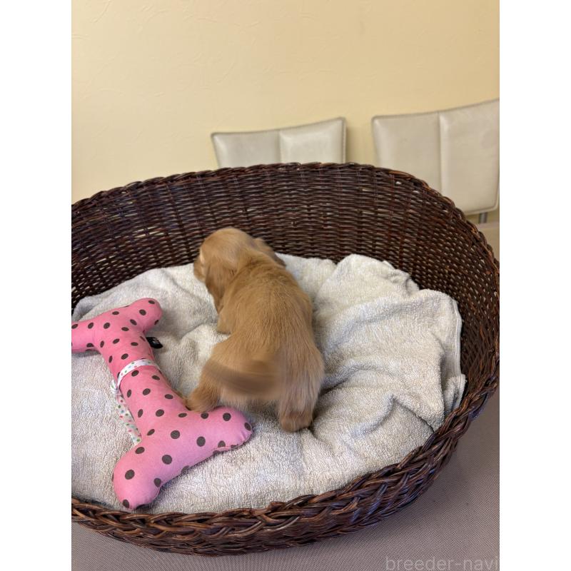 販売中の愛知県のミニチュアダックスフンド(ロングヘアード)-440172の4枚目