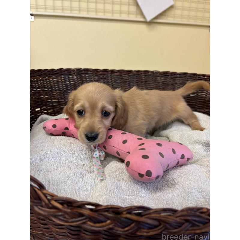 販売中の愛知県のミニチュアダックスフンド(ロングヘアード)-440172の3枚目