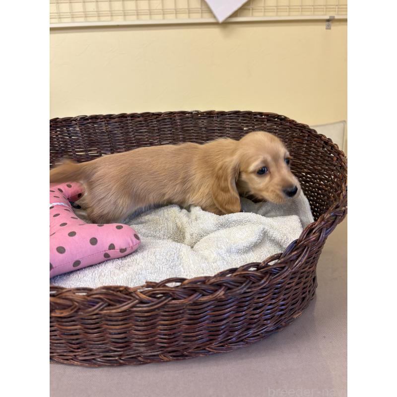 販売中の愛知県のミニチュアダックスフンド(ロングヘアード)-440172の2枚目