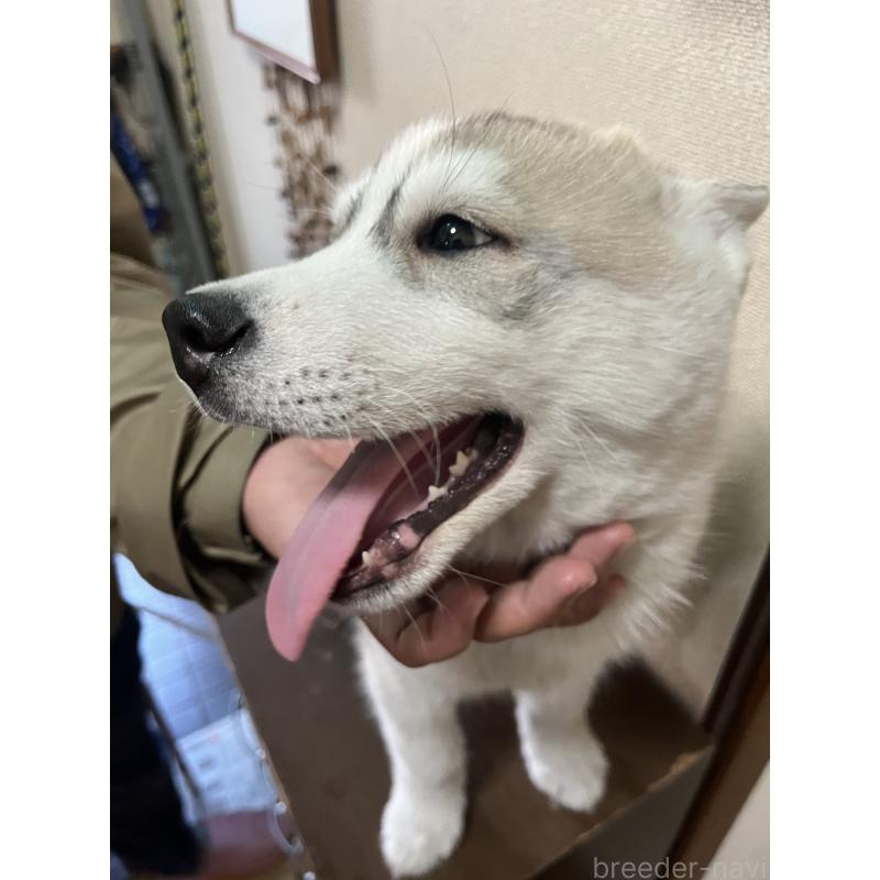 販売中の富山県のシベリアンハスキー-432802の5枚目