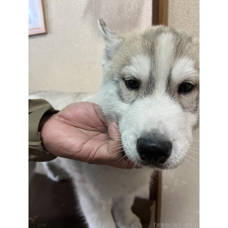 販売中の富山県のシベリアンハスキー-432802の4枚目