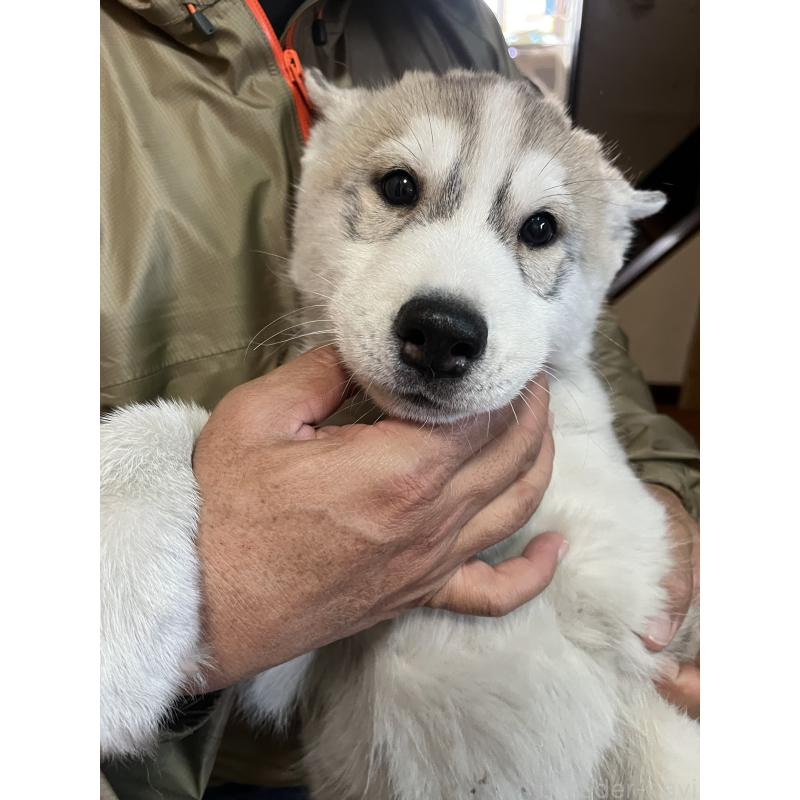販売中の富山県のシベリアンハスキー-432802の3枚目