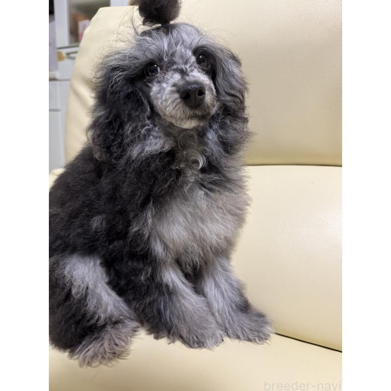 販売中の高知県のトイプードル-417046の5枚目