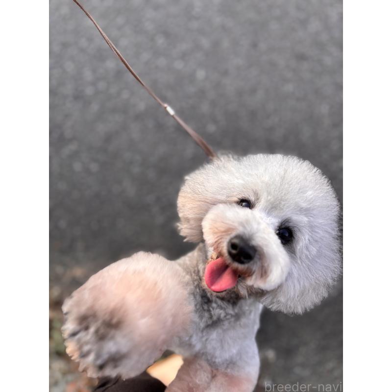 販売中の宮崎県のタイニープードル-440175の4枚目