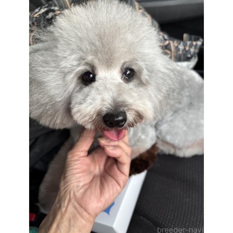 販売中の宮崎県のタイニープードル-440175の2枚目