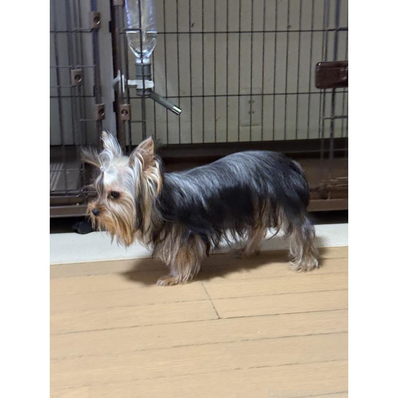 販売中の高知県のヨークシャーテリア-401564の4枚目