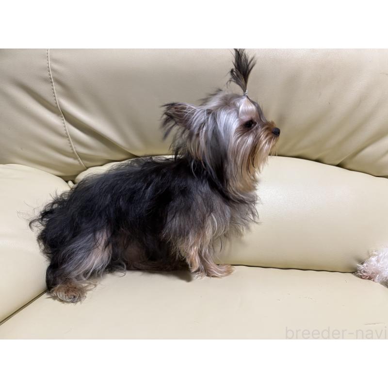 販売中の高知県のヨークシャーテリア-401564の3枚目