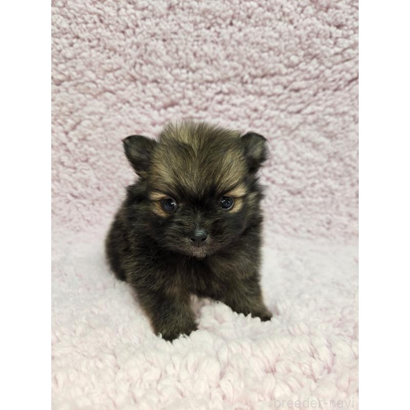 販売中の茨城県のポメラニアン-440174