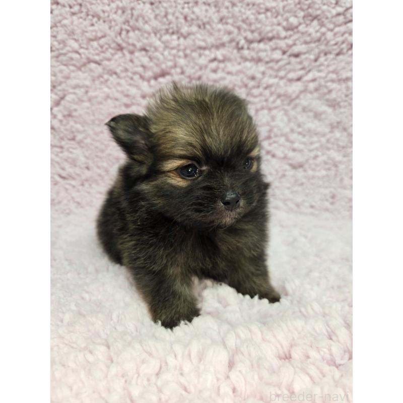 販売中の茨城県のポメラニアン-440174の3枚目