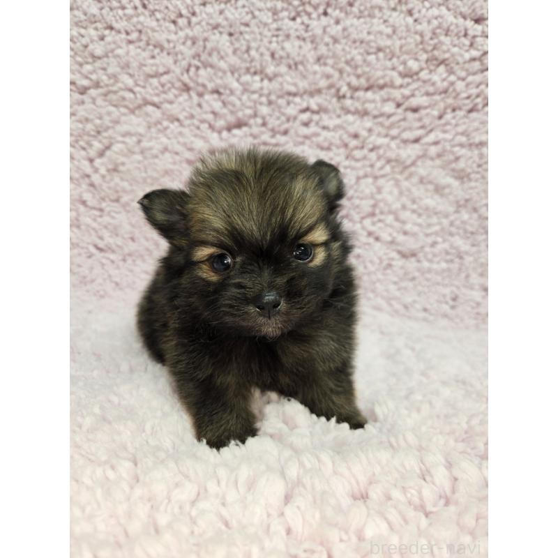 販売中の茨城県のポメラニアン-440174の2枚目