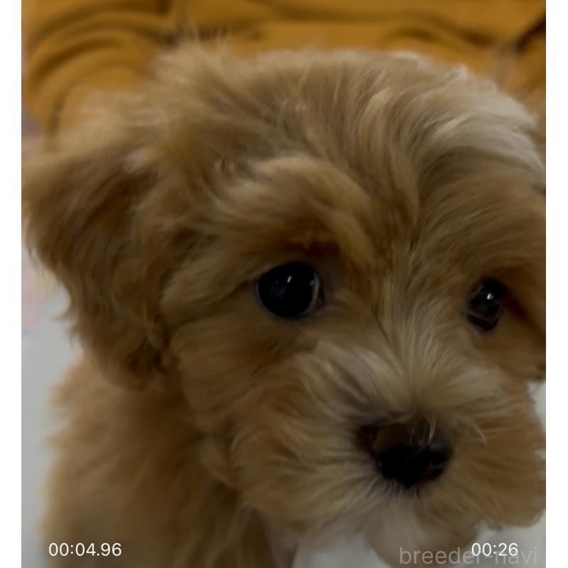 成約済の熊本県のミックス犬-425307の5枚目