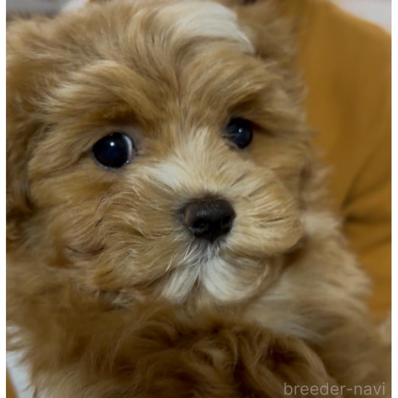 成約済の熊本県のミックス犬-425307の4枚目