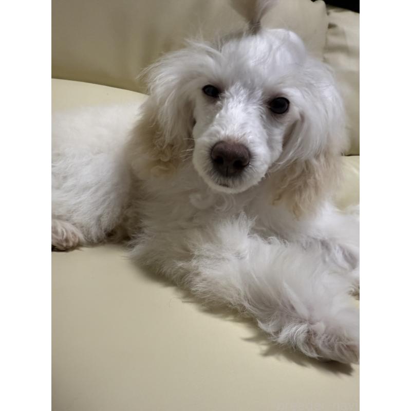 販売中の高知県のトイプードル-417051の6枚目