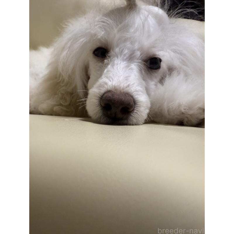 販売中の高知県のトイプードル-417051の5枚目