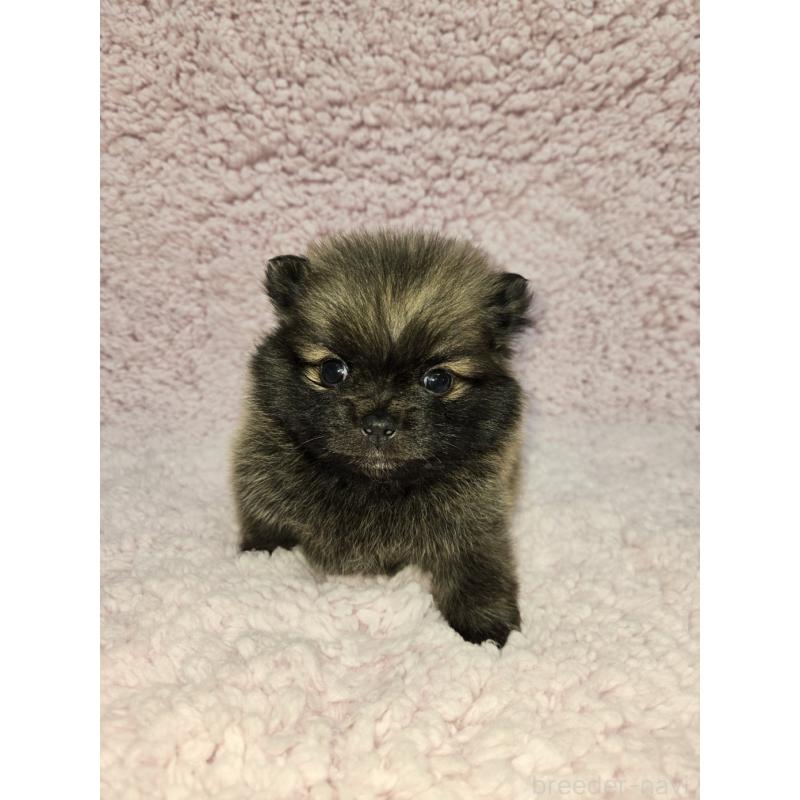 販売中の茨城県のポメラニアン-440176