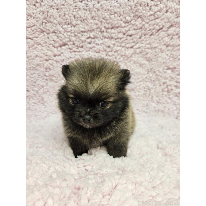 販売中の茨城県のポメラニアン-440176の3枚目