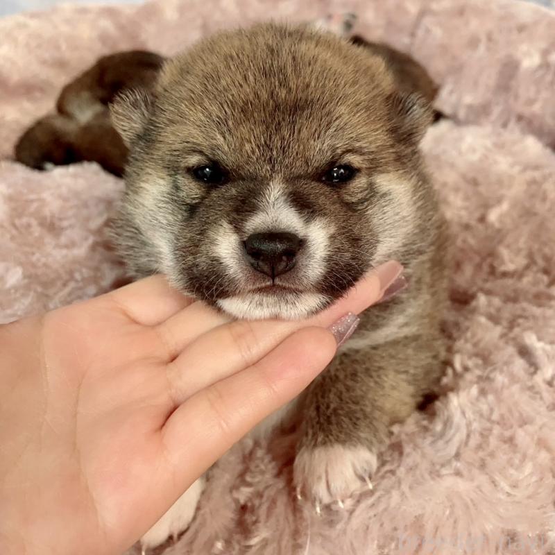 販売中の大阪府の豆柴-440177の1枚目