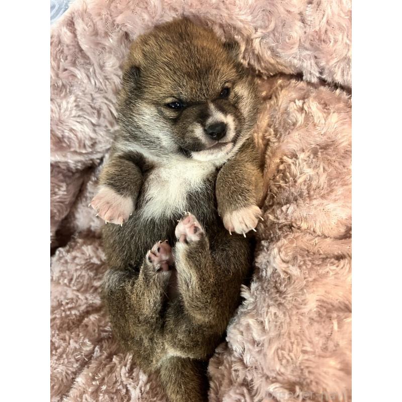 販売中の大阪府の豆柴-440177の5枚目