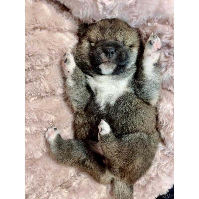 販売中の大阪府の豆柴-440177の4枚目