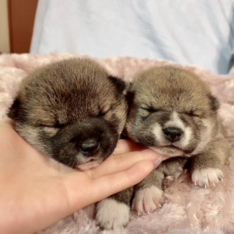 販売中の大阪府の豆柴-440177の3枚目