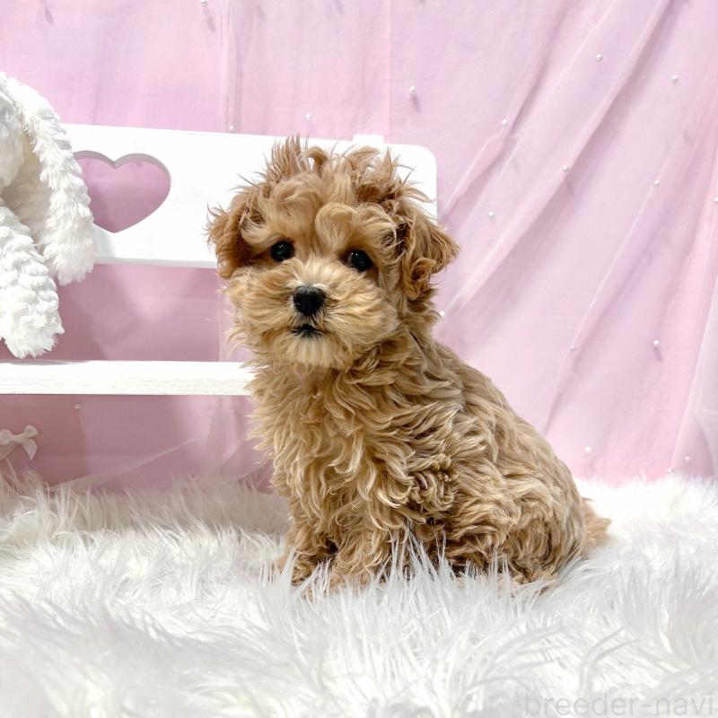 販売中の栃木県のマルプー:マルチーズ×トイプードル-434005の8枚目