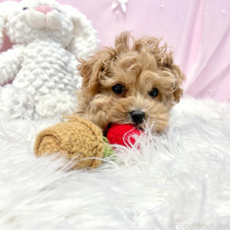 販売中の栃木県のマルプー:マルチーズ×トイプードル-434005の7枚目